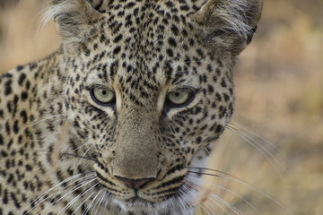 Leopardo al Masai Mara (Kenya)