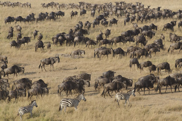 Fototapeta na wymiar Migrazione di Gnu dal Masai Mara al Serengeti