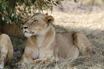 Leonessa in attesa della preda al Masai Mara