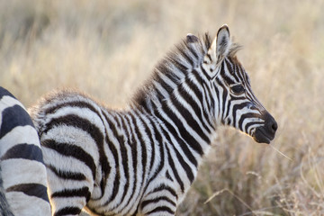 Fototapeta na wymiar Cucciolo di Zebra al Masai Mara, Kenya