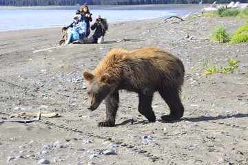 Brown Bear AKA Grizzly on Lake Clark National Refuge in Alaska 