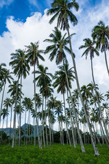 Obraz premium Coconut palm tree grove (Cocos nucifera) in Hawaii