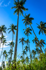Fototapeta na wymiar Coconut palm tree grove (Cocos nucifera) in Hawaii