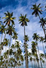  Coconut palm tree grove (Cocos nucifera) in Hawaii
