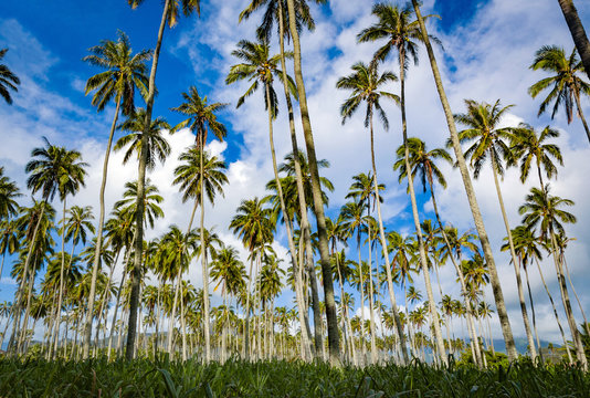  Coconut palm tree grove (Cocos nucifera) in Hawaii