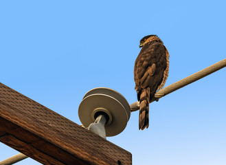 Coopers hawk perched on power line against blue sky