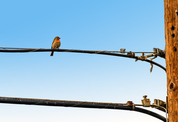 House Finch perched on power line