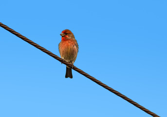House Finch perched on power line