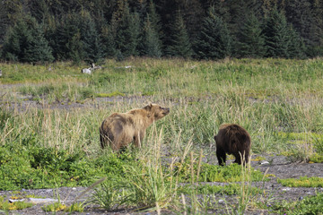 Fototapeta na wymiar Brown Bear AKA Grizzly on Lake Clark National Refuge in Alaska 