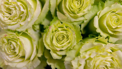 lettuce