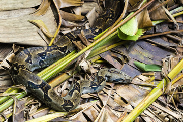 Boa oder Riesenschlange - Boidae