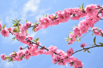 Peach blossom in spring