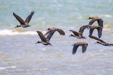 Bandada de patos Sirirí Pampa