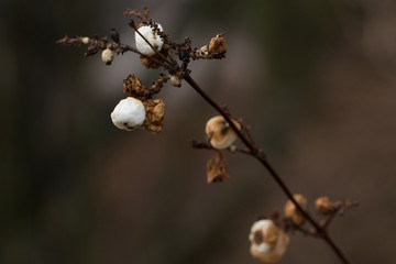 Pflanze im Herbst