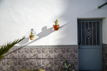 cacti against a white wall
