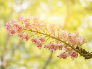 Bretschneidera sinensis,ChomphuPhukha flowers, Doi Phu Kha National Park, Nan Province, Thailand,large inflorescences. It is found in China,Taiwan,Thailand and Vietnam,selective focus,with copy space
