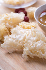 Close up of snow fungus