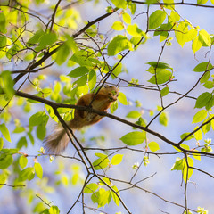 Obraz premium squirrel in spring