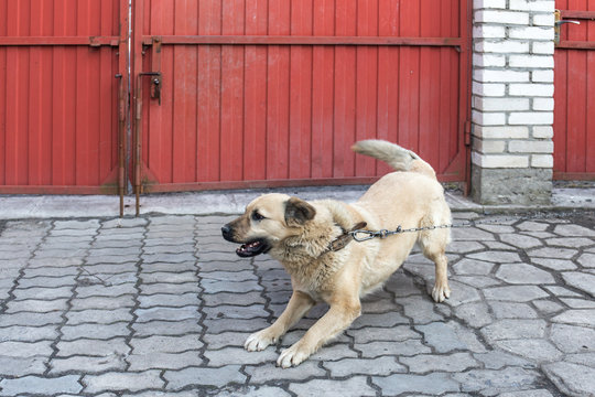 Dog On A Chain In The Yard