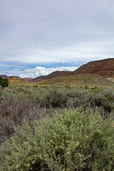 Utah landscape showing colorful desert vegetation 