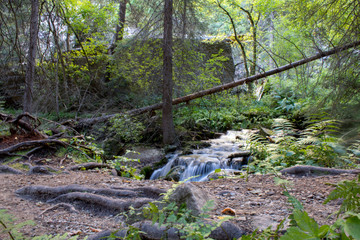 Fototapeta na wymiar Fallen tree branch over river with small cascading waterfalls