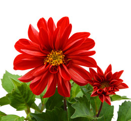 Red dahlia isolated on white background