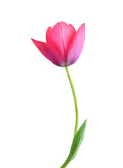 Fototapeta Tulip flower isolated on white background obraz