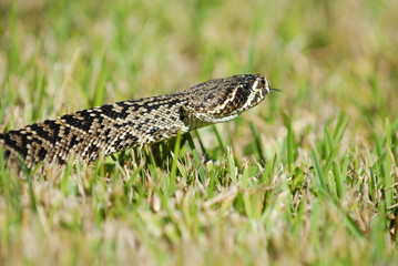 Crotalus adamanteus