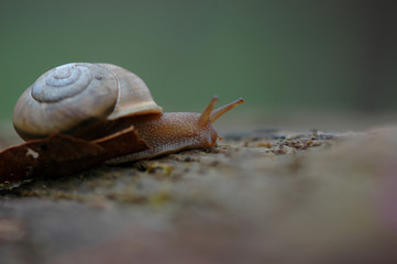 Missouri Garden Snail