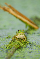Lithobates catesbeianus