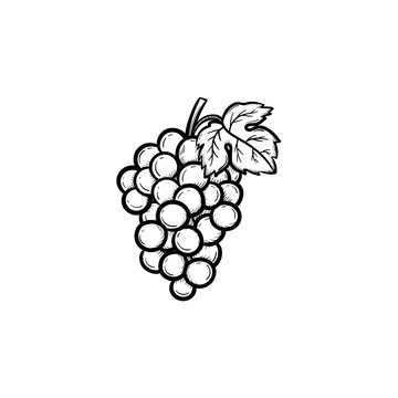 Vector hand drawn Bunch of grapes outline doodle icon. Bunch of grapes sketch illustration for print, web, mobile and infographics isolated on white background.