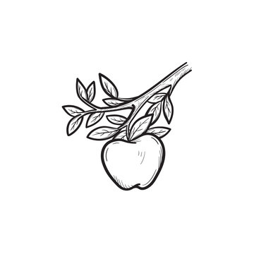 Vector hand drawn apple on branch outline doodle icon