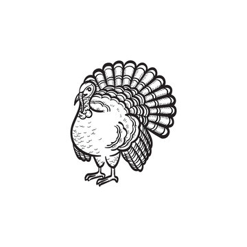 Vector Hand Drawn Turkey Outline Doodle Icon