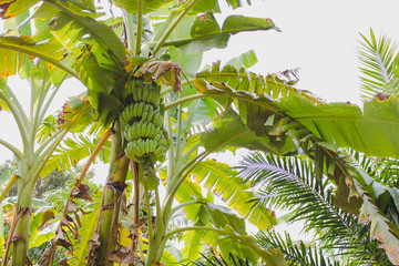 Obraz na płótnie Canvas The Green of Bananas