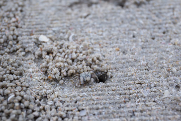Small beach crap in its hole close up.