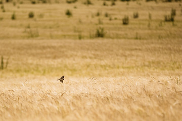 Obraz na płótnie Canvas Bird swift a swallow over a field with wheat