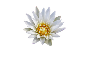 The lotus split on a white background.