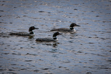 Three Loons