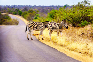 Zebras in the drought stricken savanna area of central Kruger Park in South Africa