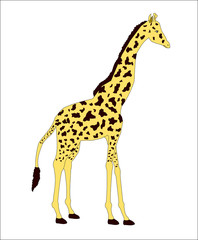 Isolated Africa giraffe animal is stand , illustrations cartoon