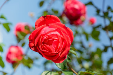 beautiful red rose against blue sky