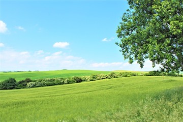 モラヴィア大草原