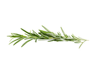 Fototapeta premium rosemary isolated on white