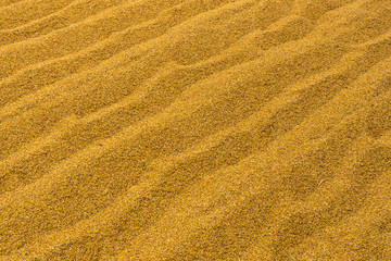 Fototapeta na wymiar pile of paddy grains 