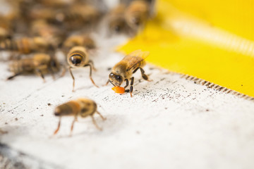Bees find food and keep in White bee boxes Selective Focus.
