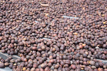 ripen arabica coffee drying process on trays under sunlight