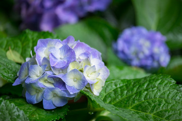 Spring scenes of blue and purple hydrangea blooming flowers in the garden with abstract green soft nature background and wallpaper