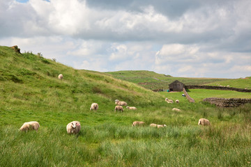 Obraz premium Sheep Grazing in Northumberland