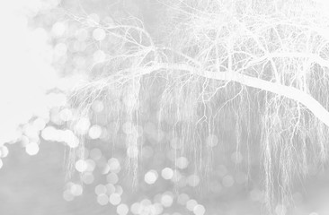 white glitter bokeh light with nature snow tree branch winter Christmas grey background