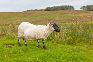Fototapeta premium Northumberland Sheep